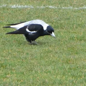 2018_08_12_round_10_ballarat_045.jpg